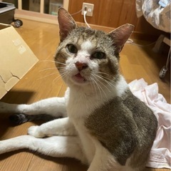 ハチワレ　オス　5歳