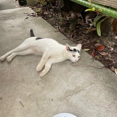 とても性格の良い9ヶ月雄子猫です