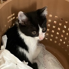 3ヶ月　白黒ハチワレ　♀ クラリス - 総社市
