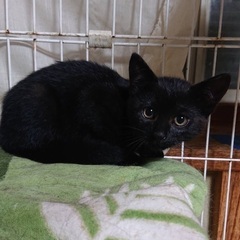 【お話し中】真っ黒子猫ドロンちゃん