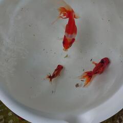 金魚「東錦」3歳の画像