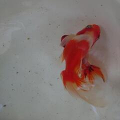 金魚「東錦」3歳の画像