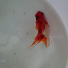 金魚「東錦」3歳の画像