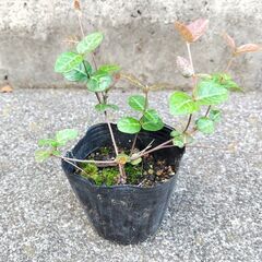 ハツユキカズラ 株分けその2