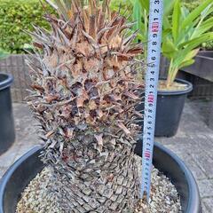 ソテツ　蘇鉄　蘇轍の画像
