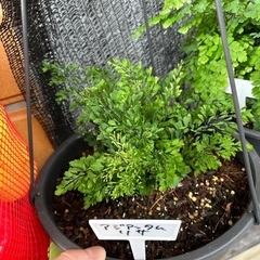 観葉植物 シダ 抜き苗