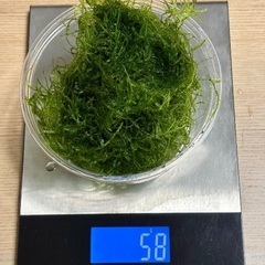 ウィローモス58g