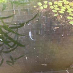 メダカミックス10匹の画像