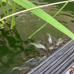 メダカミックス10匹の画像