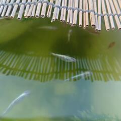 「無料」mixメダカお譲り致しますの画像