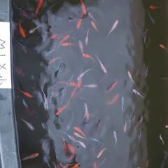 メダカの稚魚　ミックスメダカ15匹ですの画像