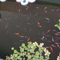 メダカの稚魚　ミックスメダカ15匹ですの画像