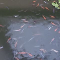 メダカの稚魚　ミックスメダカ15匹ですの画像