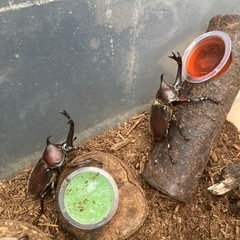 【数量限定！】カブトムシ成虫【今だけ】の画像
