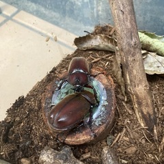 【数量限定！】カブトムシ成虫【今だけ】の画像
