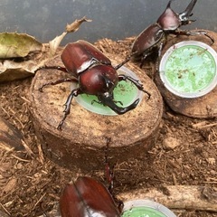 【数量限定！】カブトムシ成虫【今だけ】の画像