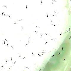🔹清流メダカ🔹針子=７０匹の画像