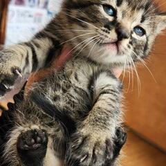 トライヤル開始になりました。屋根裏部屋で産まれました。^ >ᴗ<^