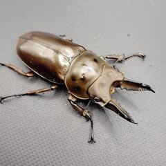 【サービス品・鑑賞用】ババオウゴンオニクワガタ　♂単品　【新成虫】