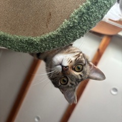 小柄でキュートなベンガル風🐅
