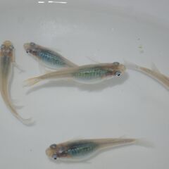 メダカ　深海卵　50個以上　産卵床付きの画像