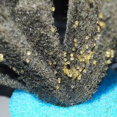 メダカ　深海卵　50個以上　産卵床付きの画像