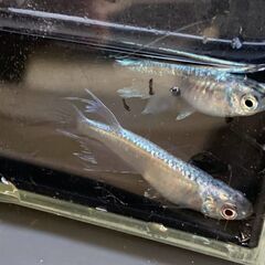 青蝶　成魚　１０匹　１２００円・今年の親の画像