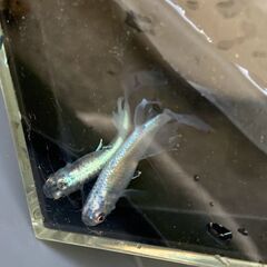 青蝶　成魚　１０匹　１２００円・今年の親の画像