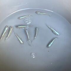 青蝶　成魚　１０匹　１２００円・今年の親の画像