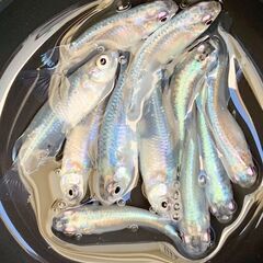 青蝶　成魚　１０匹　１２００円・今年の親の画像