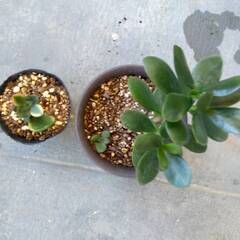 観葉植物あげます