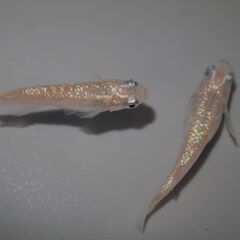 メダカ　ピンクサファイア稚魚（１㎝位）　10匹＋２の画像
