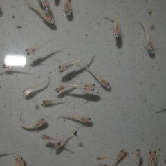 メダカ　ピンクサファイア稚魚（１㎝位）　10匹＋２の画像