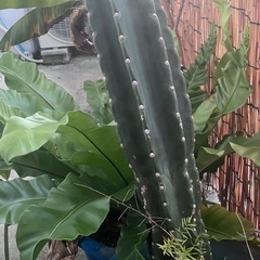 サボテン　観葉植物