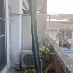 サボテン　観葉植物の画像