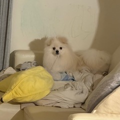 折れ耳ポメラニアン 10ヶ月 男の子🐶