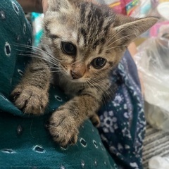 キジトラ兄妹♂♀ 2ヶ月