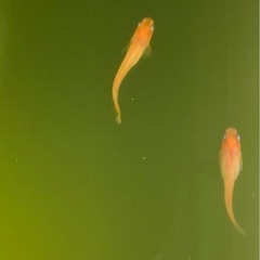 皇帝メダカ 卵 35 又は稚魚 20匹(補償込)の画像