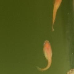 皇帝メダカ 卵 35 又は稚魚 20匹(補償込)の画像