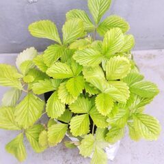🍓🌱ワイルドストロベリー大苗🌱🍓ゴールデンアレキサンドリア🌱ガーデニング・園芸・植物・苗・緑・花・四季なり・四季成り・栽培・実のなる植物・いちご・イチゴ・ハーブの苗・緑・食べられる植物・育てるの画像