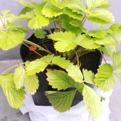 🍓🌱ワイルドストロベリー大苗🌱🍓ゴールデンアレキサンドリア🌱ガーデニング・園芸・植物・苗・緑・花・四季なり・四季成り・栽培・実のなる植物・いちご・イチゴ・ハーブの苗・緑・食べられる植物・育てるの画像