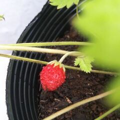 🍓🌱ワイルドストロベリー大苗🌱🍓ゴールデンアレキサンドリア🌱ガーデニング・園芸・植物・苗・緑・花・四季なり・四季成り・栽培・実のなる植物・いちご・イチゴ・ハーブの苗・緑・食べられる植物・育てるの画像