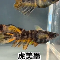 めだか激安販売！
