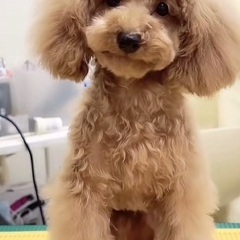 ティーカップ10ヶ月（オス）