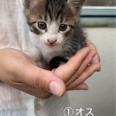 代理投稿　子猫の里親さん募集