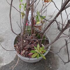 紫ツツジ、トマト苗他/北区より - 名古屋市