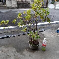 紫ツツジ、トマト苗他/北区より