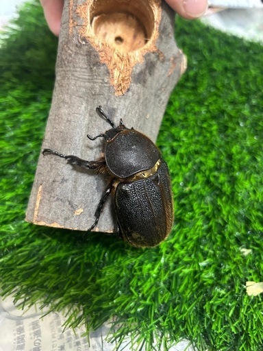 ヘラクレスオオカブト　ペア