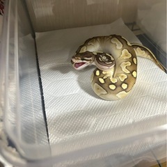 生き物採集(主に蛇)
