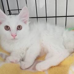 7月６日（日）里親会参加★キティ★